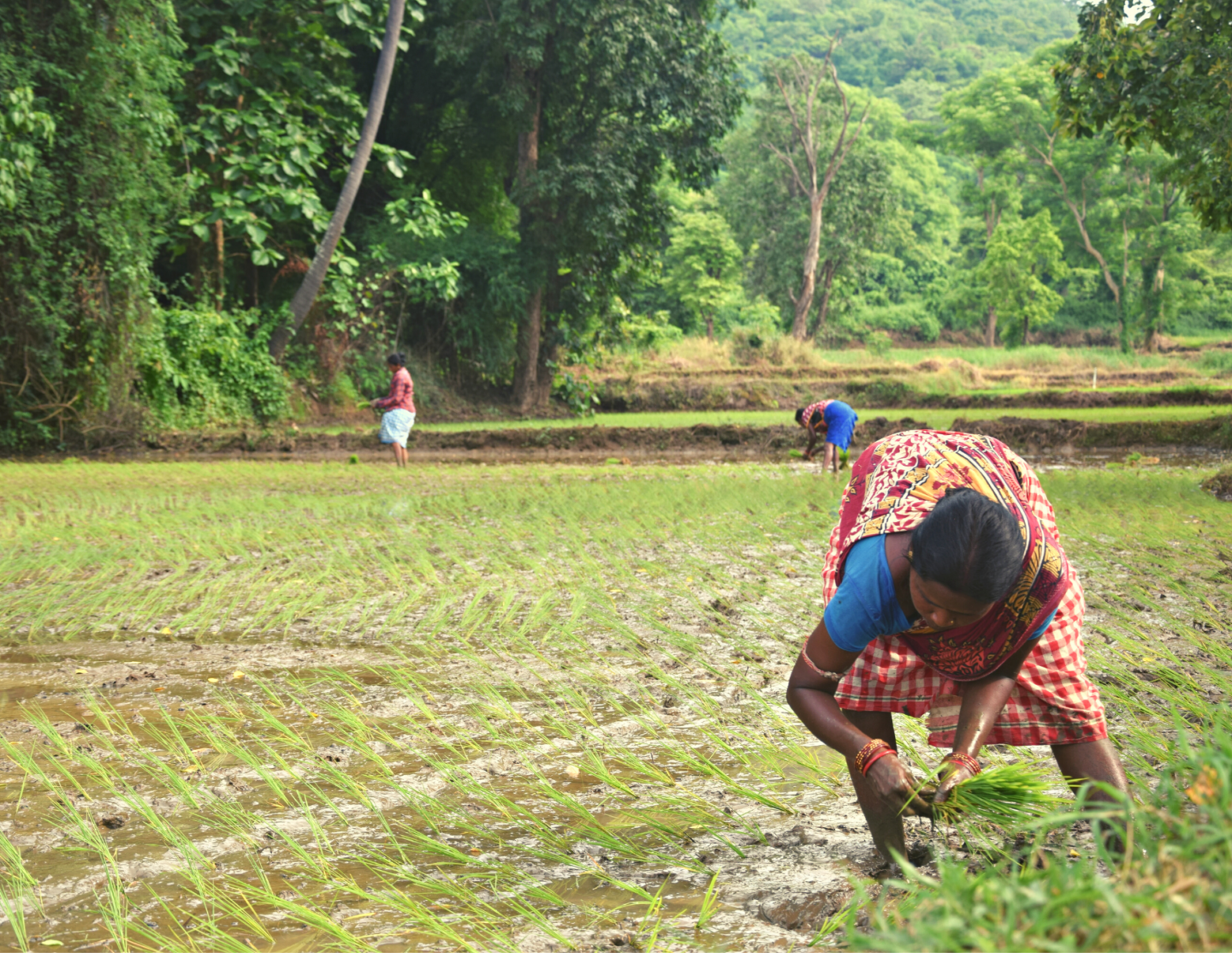 Improved Water Management of Rice Fields in Telangana project is ultimately lowering methane emissions. Learn more about our carbon credit projects.